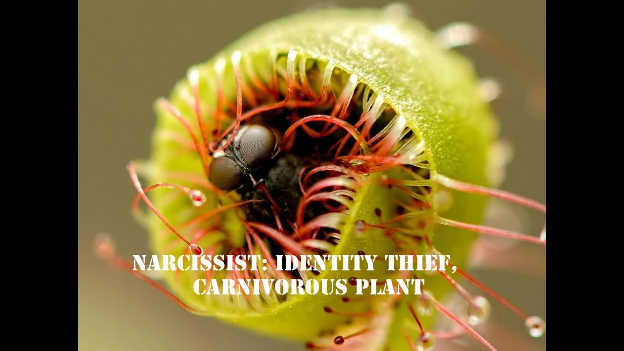 Narcissist: Identity Thief, Carnivorous Plant