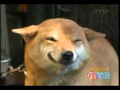 Собака-улыбака