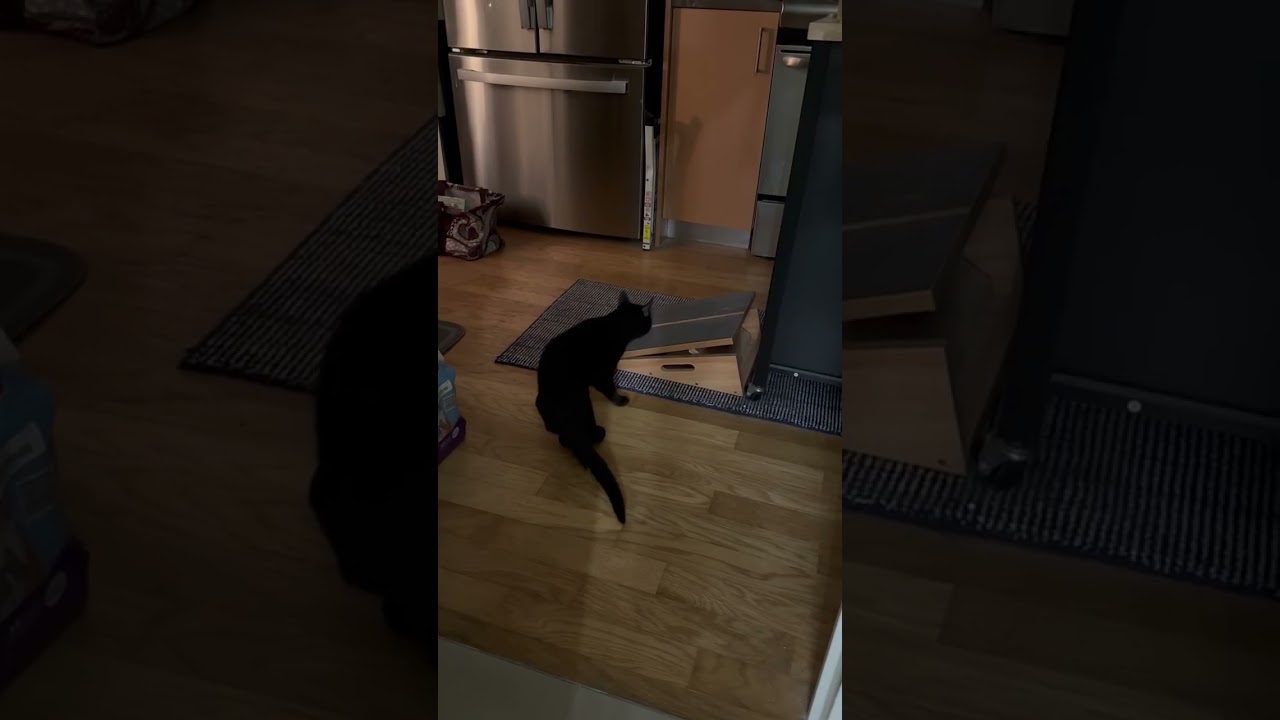Enlarge Zeus, a Adoptable Domestic Short Hair in New York, NY video 6/6