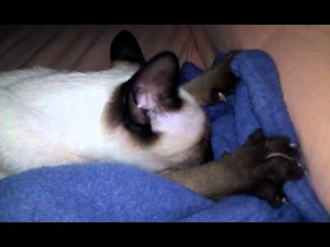 Siamese cat Baldrick sucks on his blanket