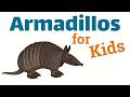 Armadillos For Kids