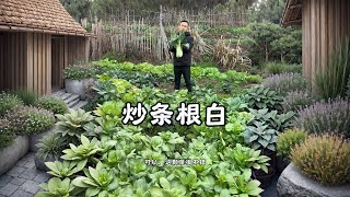 炒条根白 最近想吃点清淡的，简简单单去土里摘点小菜吃吃#2024新农人计划 #乡村味道  #在家种菜 #纯天然绿色蔬菜 #衡阳美食