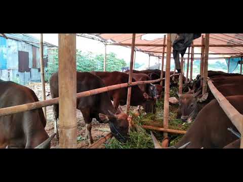 wa +62 812-9838-0423 Pusat sapi kurban dipotong Ciputat