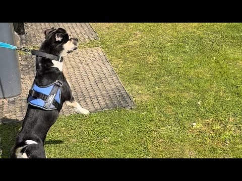 DogWhispering.co.uk video.