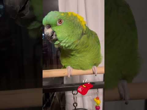 My AMAZON PARROT loves TALKING!  #parrots #amazonparrot #birds #amazonbirds