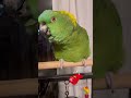 My AMAZON PARROT Loves TALKING Parrots Amazonparrot Birds Amazonbirds
