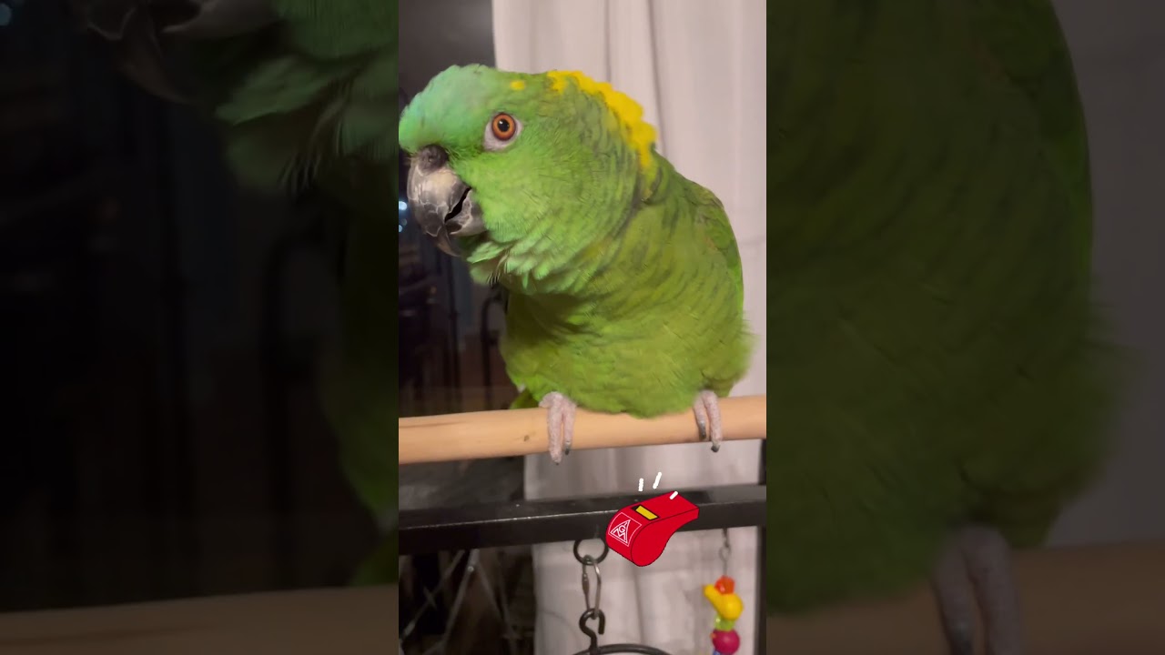 My AMAZON PARROT loves TALKING!  #parrots #amazonparrot #birds #amazonbirds