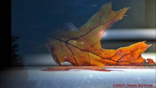 Tift Merritt - &quot;Stray Paper&quot;