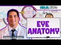 Special Senses | Eye Anatomy