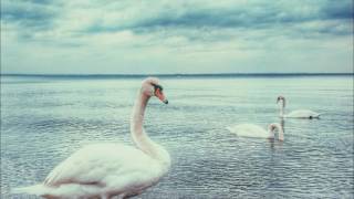 Download lagu 『4羽の白鳥たちの踊り』 「白鳥の湖」から | チャイコフスキー mp3 Download lagu 『4羽の白鳥たちの踊り』 「白鳥の湖」から | チャイコフスキー mp3
