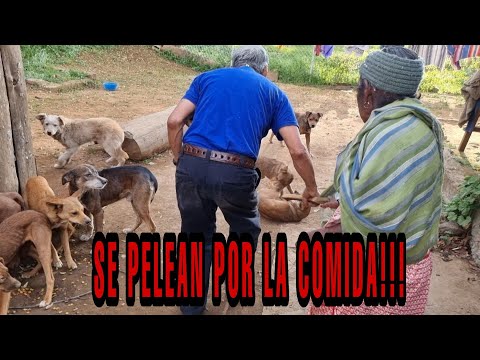 COMO SALIO LA SRA LUCINA EN SUS ESTUDIOS?? Se pelean los perros x la comida!!!