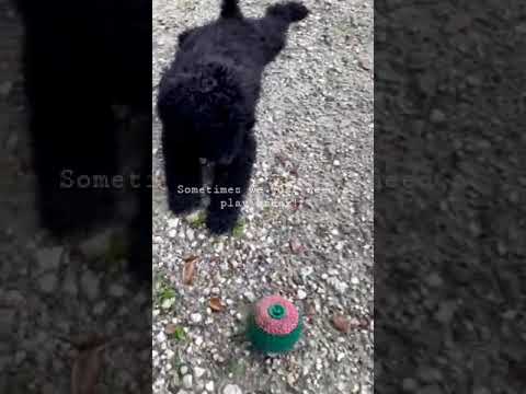Boscoe - Goldendoodle puppy for sale
