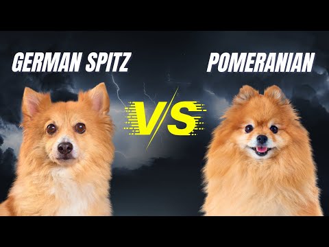 GERMAN SPITZ 🆚 POMERANIAN - Differences And Similarities