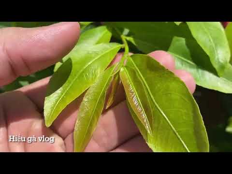 Cách khắc Phục Mai Vàng Không Chịu Đi Tượt Hiệu Quả