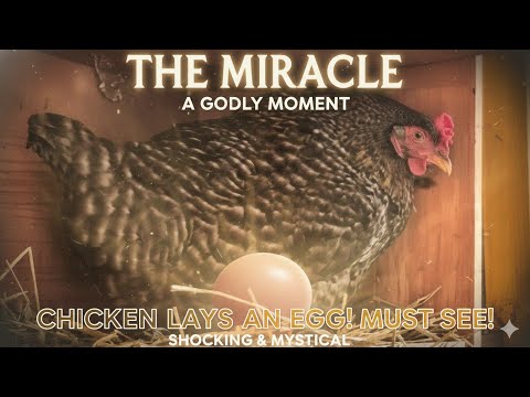 最近産んだ鶏の卵が異臭を放つのはなぜですか?誰のせいですか？  庭園