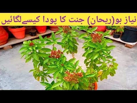 Holy Basil Care & Growing | Niazbo Kasy Lgay | Rehan plant