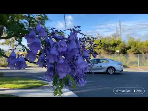 November-December every year is the season when the aza outflower blooms(初夏是蓝花楹和火焰树盛开的季节）