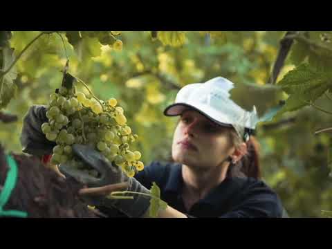 Borgo Molino from Italien, Veneto