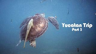 【メキシコ】ユカタン半島を巡る神秘的な旅③ ウミガメと泳ぐ シュノーケリング セビーチェ