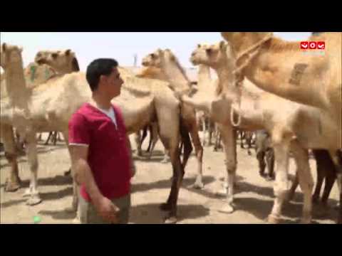 صح النوم 2 الحلقة الثامنة الثروة الحيوانية بالصومال ومقارنتها باليمن مع محمد الربع