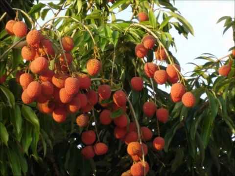 HERMANN FLERET & VIVIANNE SERVAL - Souvent (Mathieu LEBON)