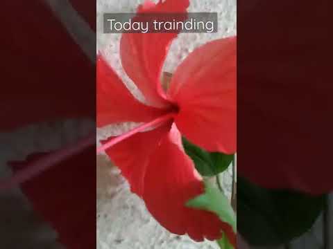 #today trending#🌺🌺jaasvand फूल #Dhanshri Bhosale#shorts