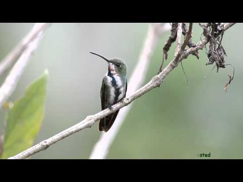 El juvenil de Green-breasted Mango.