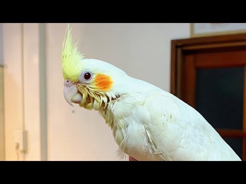 オカメインコの名前