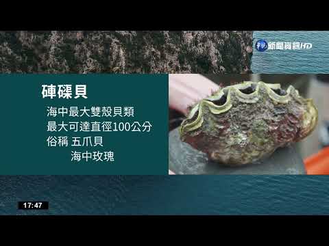 台東復育硨磲貝有成 存活率高達9成