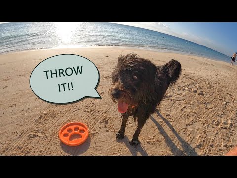 Morning Walk from Town to Beach with Elvis 🐶 Playa Del Carmen, Mexico 🇲🇽