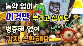 농약 없이 감자밭에 이것만 뿌리고 심어도 병충해 감자굼뱅이피해 없이 감자 수확해요 백강탄 총진싹 감자종자소독…