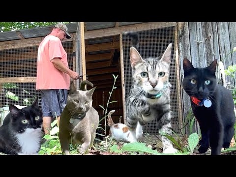 A Closer Look at our Barn Cat System