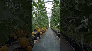 Download lagu panen melon dalm geen house #shorts #viral mp3 Download lagu panen melon dalm geen house #shorts #viral mp3