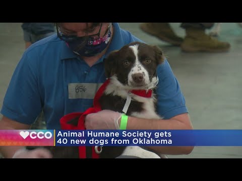 Animal Humane Society Gets 40 New Dogs From Oklahoma