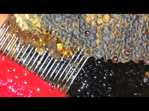 Si te nxjerrim mjaltin nga kornizat e vulosura? / Unwrapping honey from the honey combs ? Part 2
