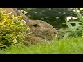 Teletubbies Rabbits VHS Capture