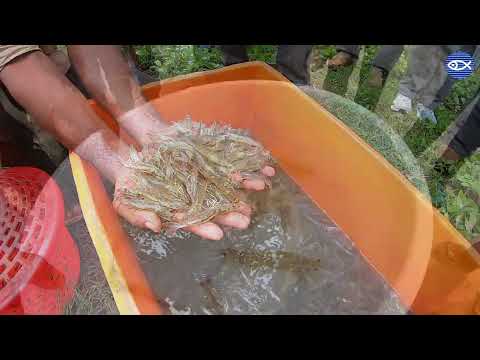 Shrimp Farming w/ Matt! - YouTube