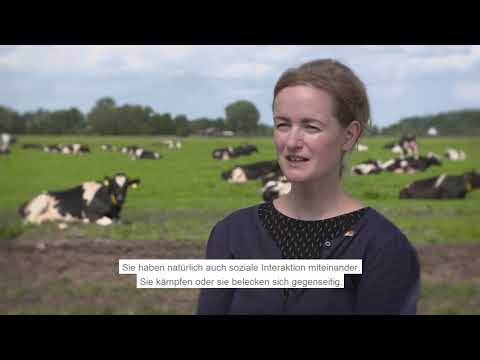 Weidehaltung verbessert das Tierwohl