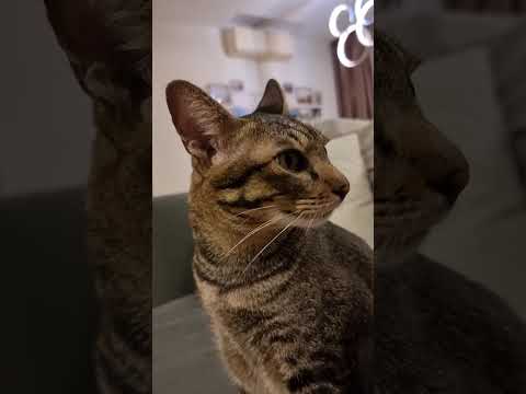 Bellini and Mimosa really want to be near their human