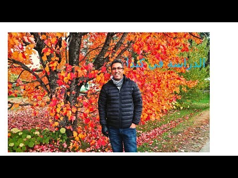 download lagu mp3 mp4 Etudier En Canada Pour Les Marocains, download lagu Etudier En Canada Pour Les Marocains gratis, unduh video klip Etudier En Canada Pour Les Marocains