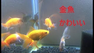 【金魚】水槽動画テスト版