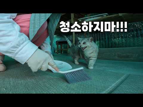 청소는 포기할게, 새 친구 만나러 가자...