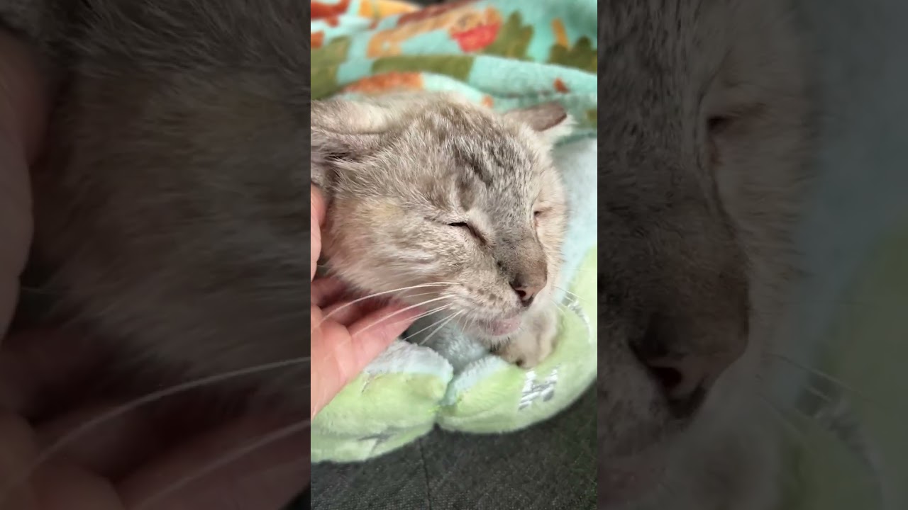 Enlarge Mist, a Adoptable mixed breed in Seabrook, NH video 6/6