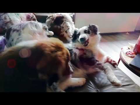 Unser Rudel in der Mittagspause.