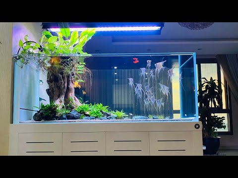 Most Beautiful Planted Tank With Angelfish | Super Clean Angelfish Aquarium