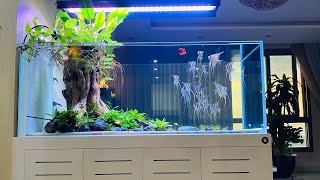 Most Beautiful Planted Tank With Angelfish | Super Clean Angelfish Aquarium