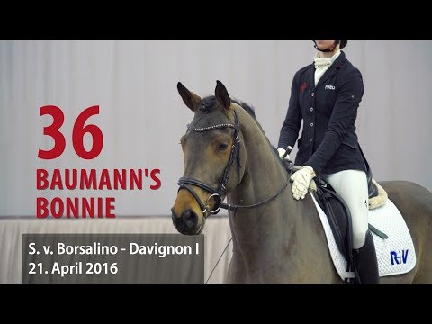 36 Baumann´s Bonnie Stute v. Borsalino - Davignon