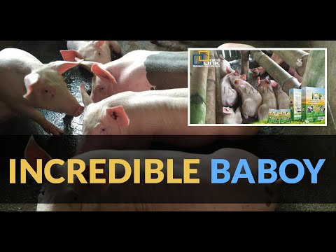 Exercise na magsunog ng taba sa puwit sa mga lalaki Ay Hibiscus nagtataguyod ng pagbaba ng timbang
