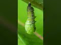 Monarch Butterfly Transformation Timelapse Monarchbutterfly Butterfly
