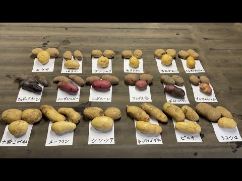 赤ジャガイモ:園芸に最適な品種